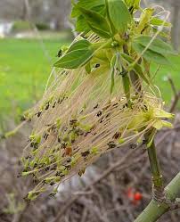 Attēlu rezultāti vaicājumam “Acer negundo female flower”