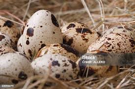 Attēlu rezultāti vaicājumam “Gallinago gallinago eggs”