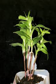 Attēlu rezultāti vaicājumam “Epipactis helleborine leaf”