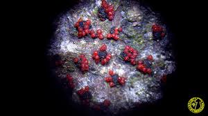 Attēlu rezultāti vaicājumam “Nectria episphaeria”