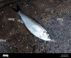 Image result for Alosa pseudoharengus
