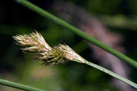 Attēlu rezultāti vaicājumam “Carex lepidocarpa leaf”