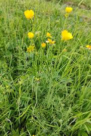 Attēlu rezultāti vaicājumam “Ranunculus polyanthemos”