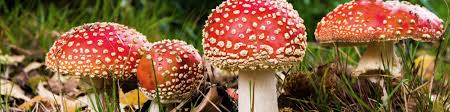 Attēlu rezultāti vaicājumam “Amanita muscaria”