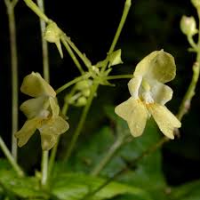 Attēlu rezultāti vaicājumam “Impatiens parviflora fruit”