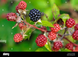 Image result for Rubus sectio