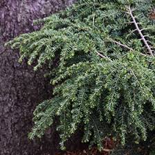 Attēlu rezultāti vaicājumam “Tsuga canadensis”