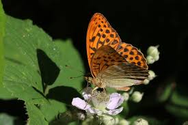 Attēlu rezultāti vaicājumam “Argynnis paphia”