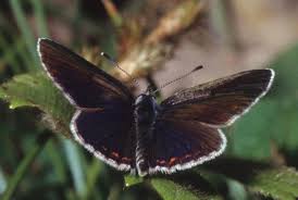 Attēlu rezultāti vaicājumam “Aricia artaxerxes  male”