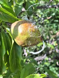 Attēlu rezultāti vaicājumam “Silene otites fruit”