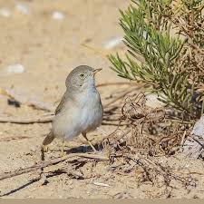 Image result for Sylvia nana