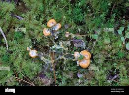 Attēlu rezultāti vaicājumam “Fuligo laevis”