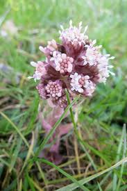 Image result for Petasites officinalis