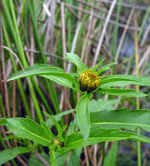Attēlu rezultāti vaicājumam “Bidens cernua flower”