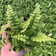 Attēlu rezultāti vaicājumam “Dryopteris affinis”