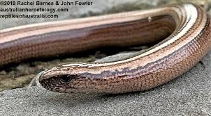 Attēlu rezultāti vaicājumam “Anguis fragilis adult”