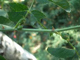 Attēlu rezultāti vaicājumam “Allantus cinctus”