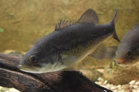 Image result for Micropterus salmoides