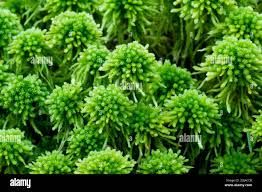 Attēlu rezultāti vaicājumam “Sphagnum wulfianum”