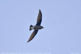 Image result for Hirundapus caudacutus