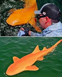 Image result for Ginglymostoma unami