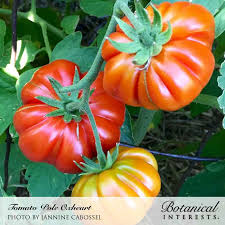Afbeeldingsresultaat voor erdie family oxheart tomato