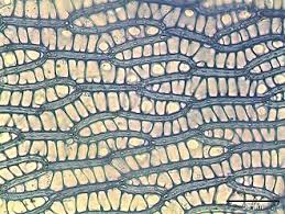 Attēlu rezultāti vaicājumam “Sphagnum angustifolium”