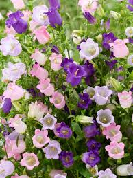 Image result for Campanula moesiaca