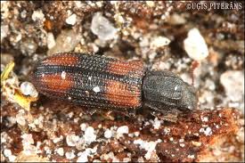 Attēlu rezultāti vaicājumam “Bitoma crenata”