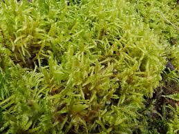 Attēlu rezultāti vaicājumam “Sanionia uncinata  sporophyte”