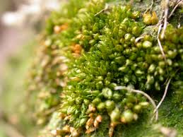 Attēlu rezultāti vaicājumam “Acaulon muticum”