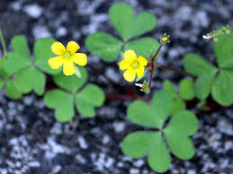Attēlu rezultāti vaicājumam “Oxalis corniculata”
