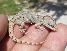 Image result for Diplodus kotschyi