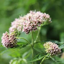 Image result for Eupatorium cannabinum