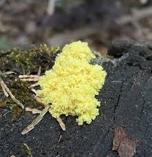 Attēlu rezultāti vaicājumam “Physarum auriscalpium”