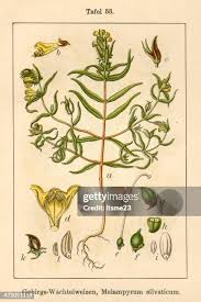 Attēlu rezultāti vaicājumam “Melampyrum sylvaticum”