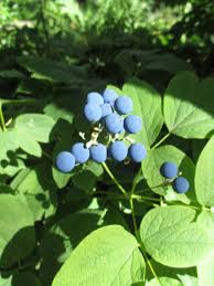 Attēlu rezultāti vaicājumam “Clavulinopsis cinerioides”