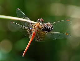 Attēlu rezultāti vaicājumam “Sympetrum flaveolum”