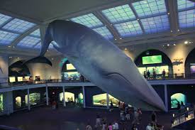 Image result for Balaenoptera musculus