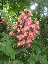 Attēlu rezultāti vaicājumam “Aesculus x hybrida flower”