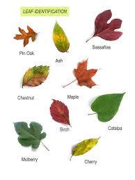 Attēlu rezultāti vaicājumam “leaf”