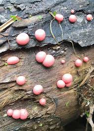 Attēlu rezultāti vaicājumam “myxomicetes”