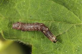 Attēlu rezultāti vaicājumam “Abrostola tripartita”