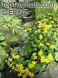 Attēlu rezultāti vaicājumam “Caltha palustris fruit”