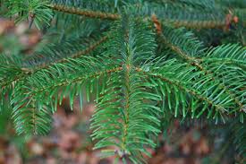 Attēlu rezultāti vaicājumam “Abies sibirica”