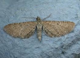 Attēlu rezultāti vaicājumam “Eupithecia satyrata”