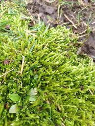 Attēlu rezultāti vaicājumam “Brachythecium albicans”