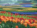 My Flower Garden