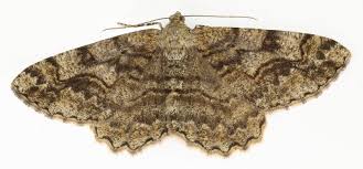 Attēlu rezultāti vaicājumam “Alcis repandata”