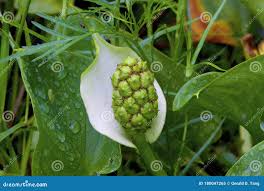 Attēlu rezultāti vaicājumam “Calla palustris fruit”